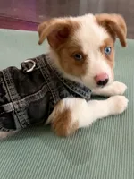 Wrangler, a male Miniature Australian Shepherd for sale in Tacoma, WA – 6 of 8