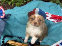 Liberty Belle, a female Toy Australian Shepherd for sale in Tacoma, WA – 2 of 10
