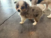 Pa-Terydactyl, a male Toy Australian Shepherd for sale in Tacoma, WA – 5 of 10