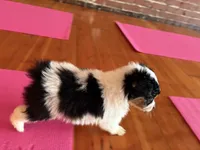 Moo Moo, a female Toy Australian Shepherd for sale in Tacoma, WA – 2 of 5