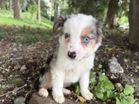 Harmony, a male Miniature Australian Shepherd for sale in Tacoma, WA – 3 of 10