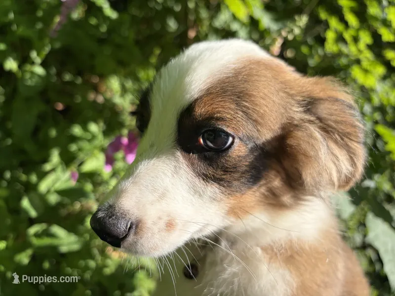 Jasper – Miniature Australian Shepherd puppy for sale in Tacoma, WA