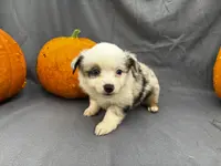 Jinx, a female Miniature Australian Shepherd for sale in Tacoma, WA – Photo 4 of 5