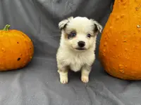 Jinx, a female Miniature Australian Shepherd for sale in Tacoma, WA – Photo 3 of 5