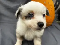 Jinx, a female Miniature Australian Shepherd for sale in Tacoma, WA – Photo 5 of 5