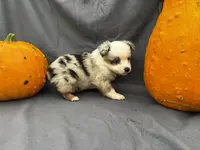 Jinx, a female Miniature Australian Shepherd for sale in Tacoma, WA – Photo 2 of 5