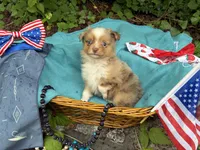 Liberty Belle, a female Toy Australian Shepherd for sale in Tacoma, WA – 3 of 10