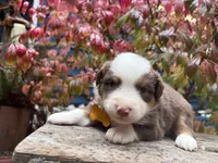 Eggnog, a male Miniature Australian Shepherd for sale in Tacoma, WA – 4 of 6