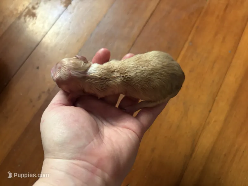 Songbird – Toy Australian Shepherd puppy for sale in Tacoma, WA
