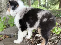 Harmony, a male Miniature Australian Shepherd for sale in Tacoma, WA – 5 of 10