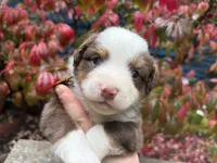 Eggnog, a male Miniature Australian Shepherd for sale in Tacoma, WA – 5 of 6
