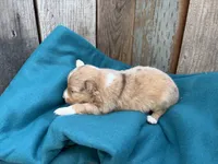 Velocityraptor, a female Toy Australian Shepherd for sale in Tacoma, WA – 5 of 5