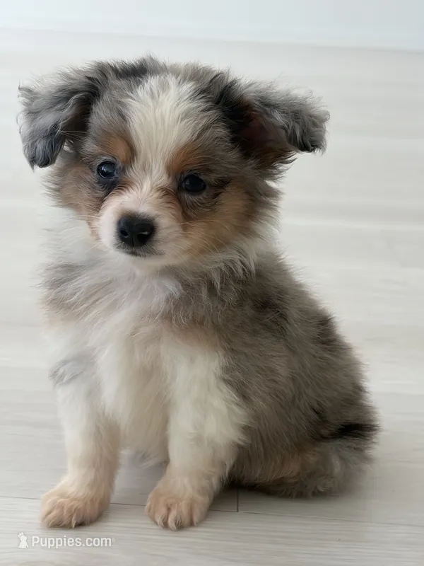 Pa-Terydactyl – Toy Australian Shepherd puppy for sale in Tacoma, WA