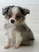 Pa-Terydactyl, a male Toy Australian Shepherd for sale in Tacoma, WA – 1 of 10