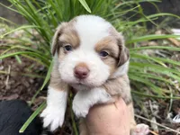 Finn, a male Miniature Australian Shepherd for sale in Tacoma, WA – 5 of 6