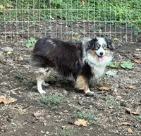 Roxy Foxy Lady, a female Toy Australian Shepherd for sale in Tacoma, WA – 2 of 7