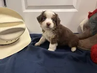 Hope, a female Miniature Australian Shepherd for sale in Tacoma, WA – Photo 3 of 3