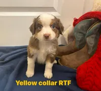 Hope, a female Miniature Australian Shepherd for sale in Tacoma, WA – Photo 1 of 3