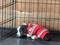 Hope, a female Miniature Australian Shepherd for sale in Tacoma, WA – Photo 2 of 3