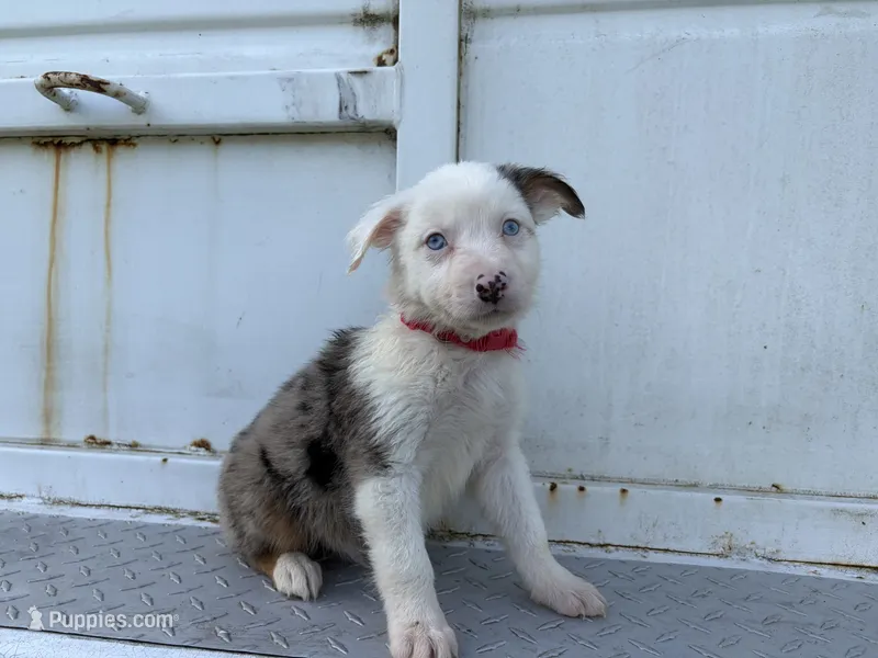 Vader – Miniature Australian Shepherd puppy for sale in Tacoma, WA
