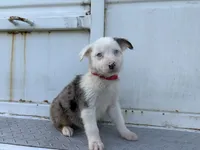 Vader, a male Miniature Australian Shepherd for sale in Tacoma, WA – 1 of 5