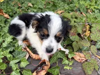 Moo Moo, a female Toy Australian Shepherd for sale in Tacoma, WA – 2 of 6