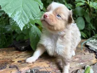 Liberty Belle, a female Toy Australian Shepherd for sale in Tacoma, WA – 5 of 6