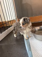 Pa-Terydactyl, a male Toy Australian Shepherd for sale in Tacoma, WA – 6 of 10