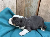 Coco, a female Miniature Australian Shepherd for sale in Tacoma, WA – 4 of 4