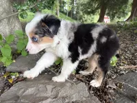 Harmony, a male Miniature Australian Shepherd for sale in Tacoma, WA – 2 of 10