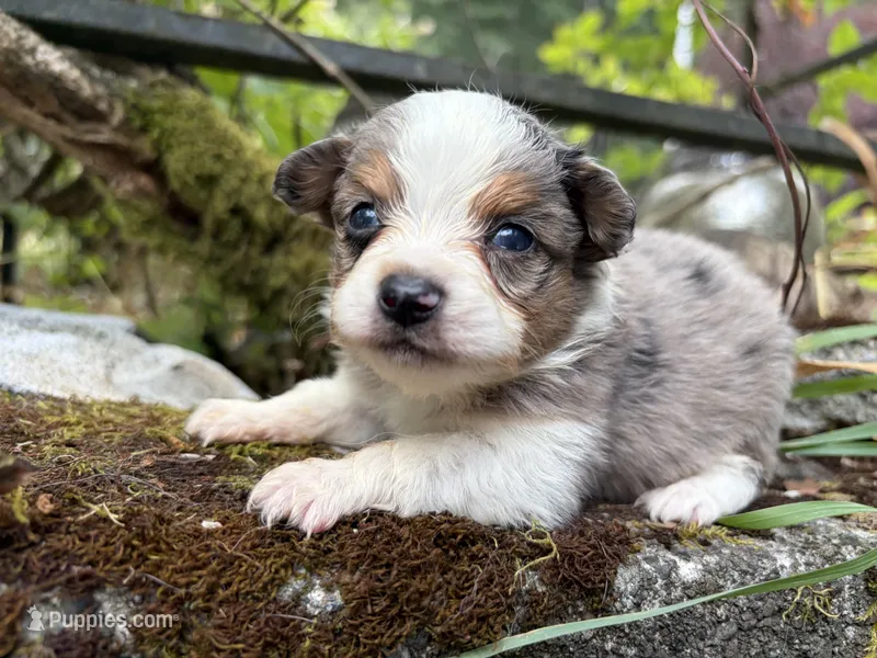 Pa-Terydactly – Toy Australian Shepherd puppy for sale in Tacoma, WA