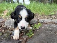 Boba Fettuccine , a male Miniature Australian Shepherd for sale in Tacoma, WA – 3 of 6