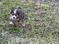 Echo, a female Miniature Australian Shepherd for sale in Tacoma, WA – 6 of 7