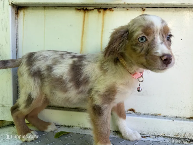 Daisy May – Miniature Australian Shepherd puppy for sale in Tacoma, WA