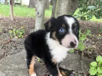 Ashoka, a female Miniature Australian Shepherd for sale in Tacoma, WA – 8 of 8