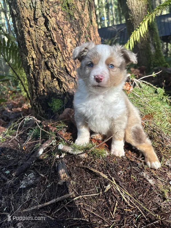 Jesse James – Miniature Australian Shepherd puppy for sale in Tacoma, WA