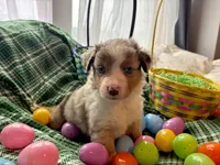 Jesse James, a male Miniature Australian Shepherd for sale in Tacoma, WA – Photo 3 of 3