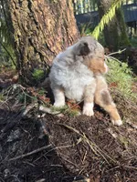 Jesse James, a male Miniature Australian Shepherd for sale in Tacoma, WA – Photo 5 of 9