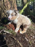 Jesse James, a male Miniature Australian Shepherd for sale in Tacoma, WA – Photo 4 of 9