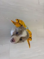 Jesse James, a male Miniature Australian Shepherd for sale in Tacoma, WA – Photo 9 of 9