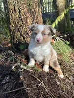 Jesse James, a male Miniature Australian Shepherd for sale in Tacoma, WA – Photo 3 of 9