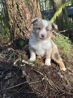 Jesse James, a male Miniature Australian Shepherd for sale in Tacoma, WA – Photo 2 of 9
