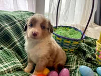 Jesse James, a male Miniature Australian Shepherd for sale in Tacoma, WA – Photo 2 of 3