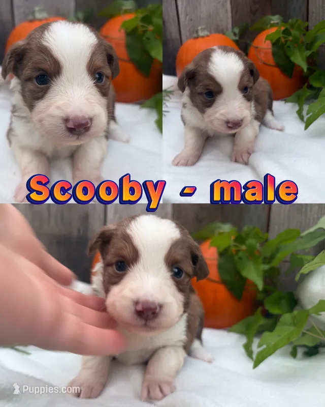 Scooby – Miniature Australian Shepherd puppy for sale in Tacoma, WA