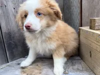 Sparkler, a male Toy Australian Shepherd for sale in Tacoma, WA – 4 of 9