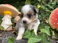 Pa-Terydactyl, a male Toy Australian Shepherd for sale in Tacoma, WA – 8 of 10
