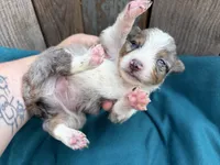 Dimitridon, a male Toy Australian Shepherd for sale in Tacoma, WA – 2 of 4