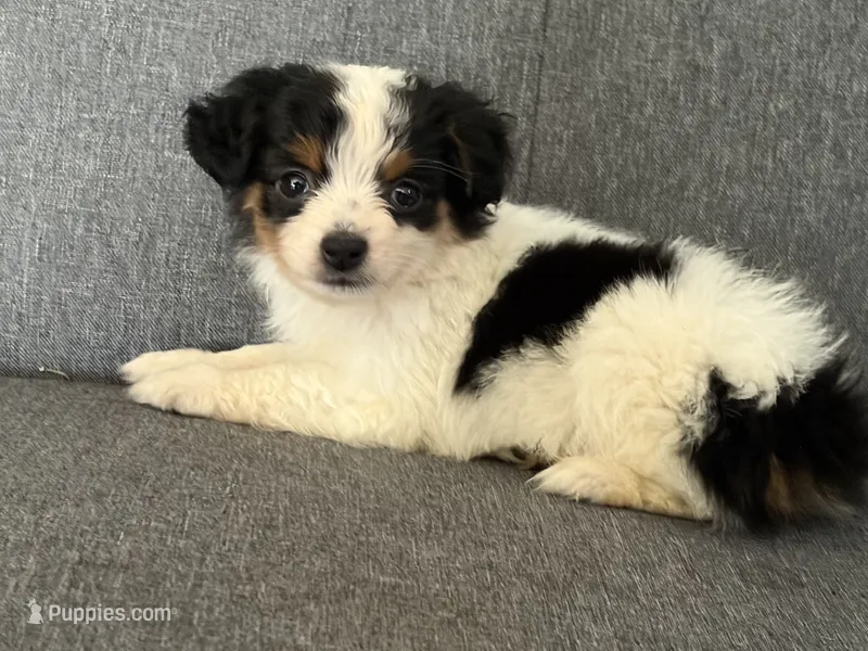 Moo Moo – Toy Australian Shepherd puppy for sale in Tacoma, WA