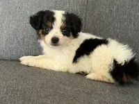 Moo Moo, a female Toy Australian Shepherd for sale in Tacoma, WA – 1 of 6