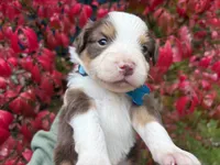 Bourbon, a male Miniature Australian Shepherd for sale in Tacoma, WA – 4 of 4
